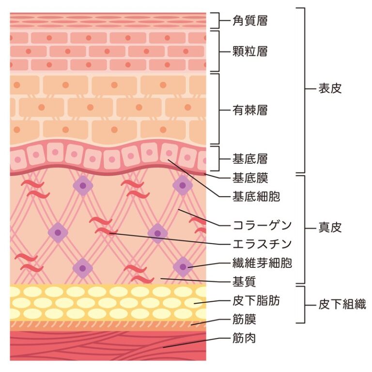 人体皮膚断面の図