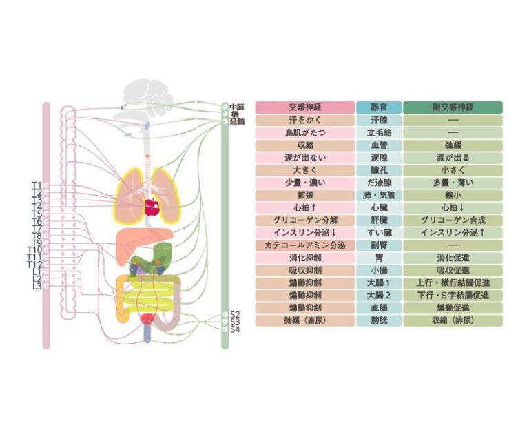 自律神経失調症の原因